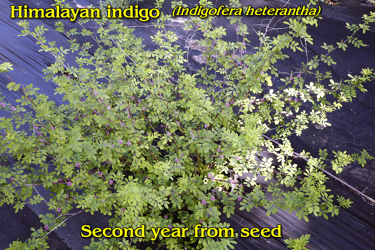 Himalayan indigo 2nd year from seed